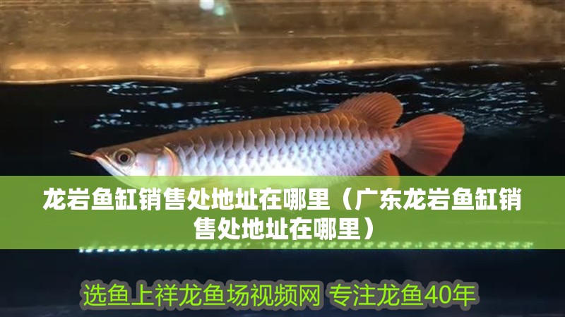 龍巖魚缸銷售處地址在哪里（廣東龍巖魚缸銷售處地址在哪里）