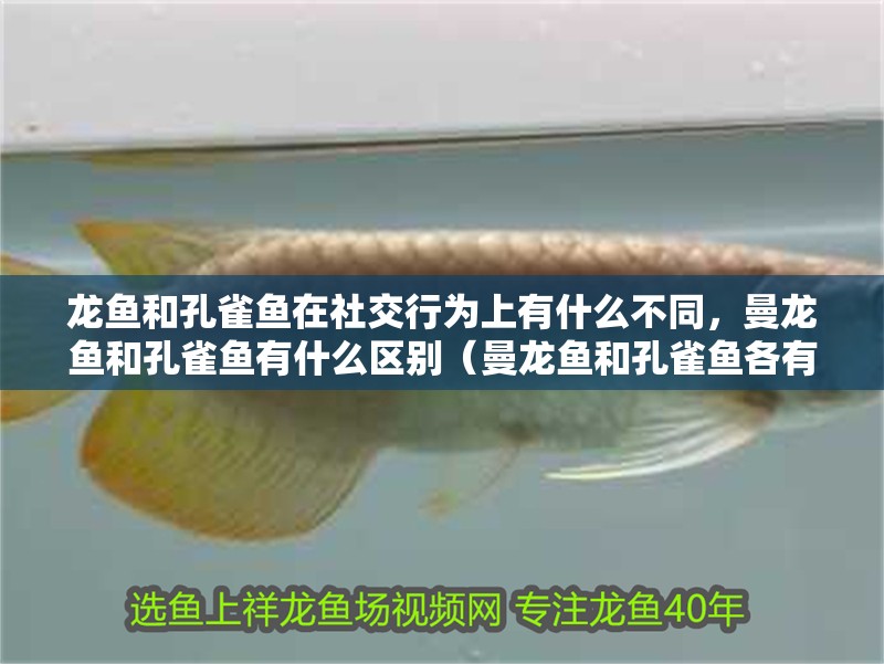 龍魚和孔雀魚在社交行為上有什么不同，曼龍魚和孔雀魚有什么區別（曼龍魚和孔雀魚各有特點，適合不同）