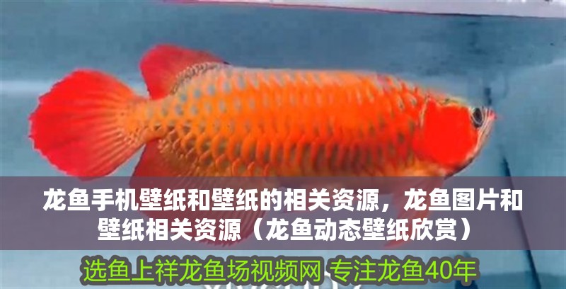 龍魚手機壁紙和壁紙的相關資源，龍魚圖片和壁紙相關資源（龍魚動態(tài)壁紙欣賞）