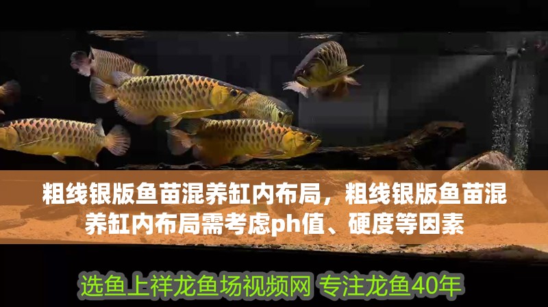 粗線銀版魚苗混養缸內布局，粗線銀版魚苗混養缸內布局需考慮ph值、硬度等因素