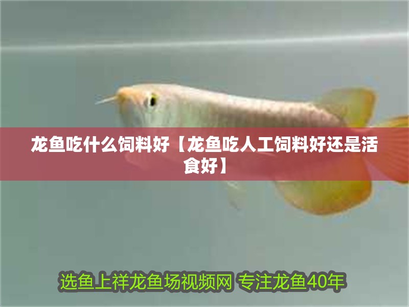 龍魚(yú)吃什么飼料好【龍魚(yú)吃人工飼料好還是活食好】