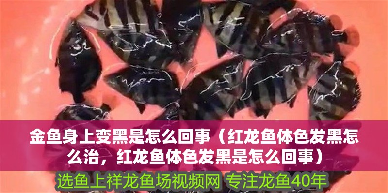 金魚身上變黑是怎么回事（紅龍魚體色發黑怎么治，紅龍魚體色發黑是怎么回事）