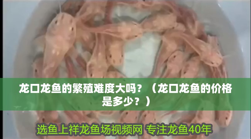 龍口龍魚的繁殖難度大嗎？（龍口龍魚的價格是多少？）