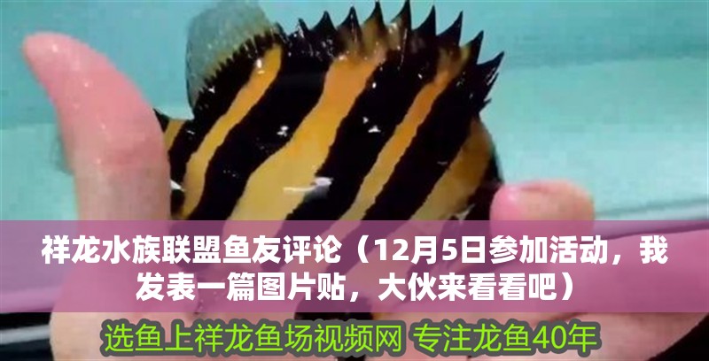 祥龍水族聯盟魚友評論(12月5日參加活動,我發表一篇圖片貼,大伙來看看吧) 觀賞魚百科 第2張 祥龍水族聯盟魚友評論(12月5日參加活動,我發表一篇圖片貼,大伙來看看吧) 祥龍水族聯盟魚友評論(12月5日參加活動,我發表一篇圖片貼,大伙來看看吧) 觀賞魚百科 第2張