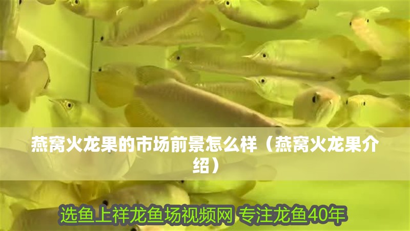 燕窩火龍果的市場前景怎么樣（燕窩火龍果介紹）