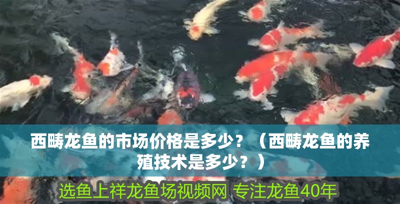 西疇龍魚的市場價格是多少？（西疇龍魚的養殖技術是多少？） 西疇龍魚的市場價格是多少？（西疇龍魚的養殖技術是多少？） 觀賞魚百科 第5張
