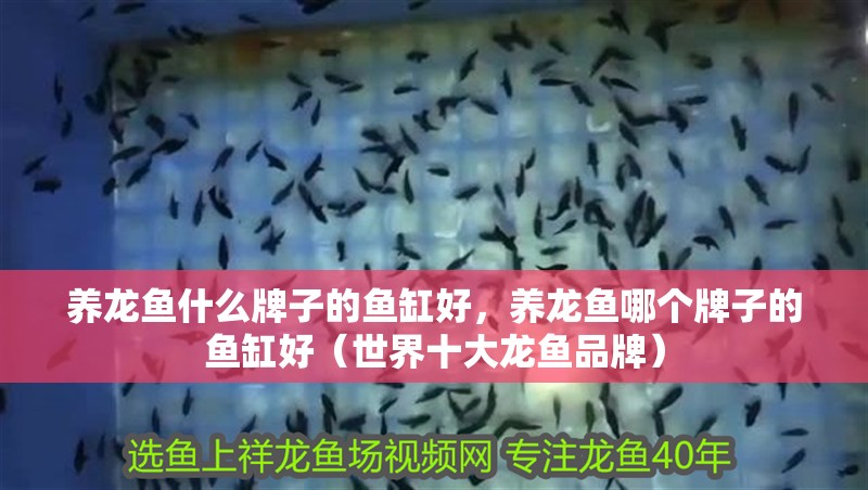 養(yǎng)龍魚什么牌子的魚缸好，養(yǎng)龍魚哪個(gè)牌子的魚缸好（世界十大龍魚品牌）