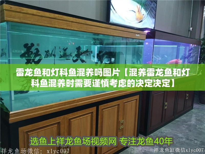 雷龍魚和燈科魚混養(yǎng)嗎圖片【混養(yǎng)雷龍魚和燈科魚混養(yǎng)時需要謹(jǐn)慎考慮的決定決定】