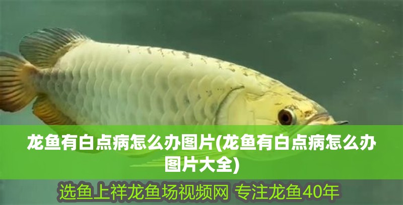 龍魚有白點病怎么辦圖片(龍魚有白點病怎么辦圖片大全)