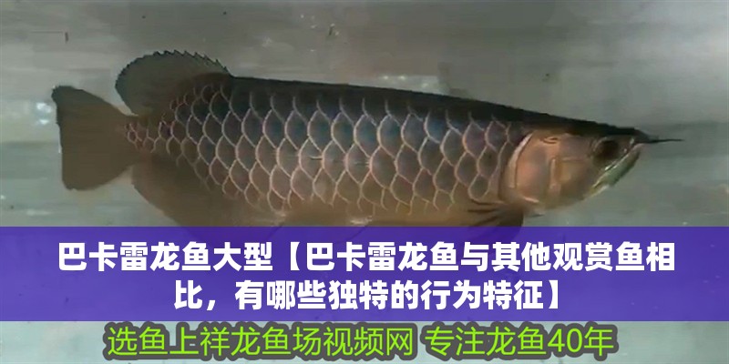 巴卡雷龍魚大型【巴卡雷龍魚與其他觀賞魚相比，有哪些獨特的行為特征】