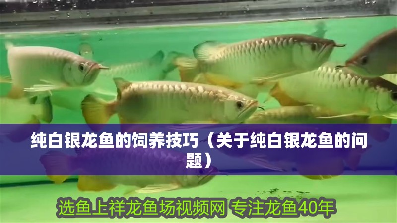 純白銀龍魚的飼養技巧（關于純白銀龍魚的問題）