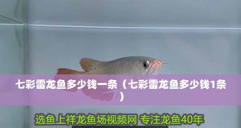七彩雷龍魚多少錢一條（七彩雷龍魚多少錢1條）