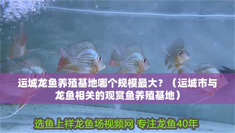 運城龍魚養殖基地哪個規模最大？（運城市與龍魚相關的觀賞魚養殖基地）