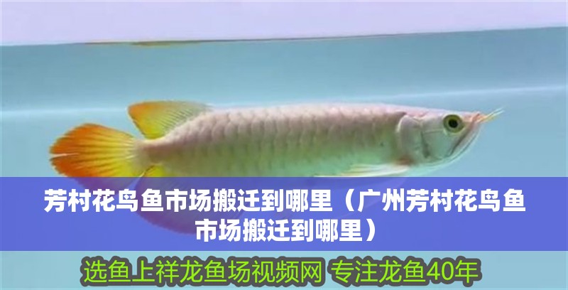 芳村花鳥魚市場搬遷到哪里（廣州芳村花鳥魚市場搬遷到哪里）