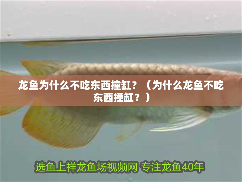 龍魚為什么不吃東西撞缸？（為什么龍魚不吃東西撞缸？）