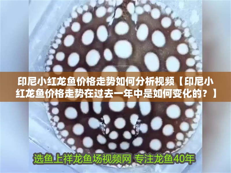 印尼小紅龍魚價格走勢如何分析視頻【印尼小紅龍魚價格走勢在過去一年中是如何變化的？】