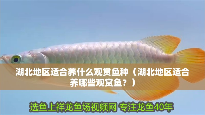 <strong><mark>湖北</mark></strong>地區(qū)適合養(yǎng)什么觀賞魚種（<strong><mark>湖北</mark></strong>地區(qū)適合養(yǎng)哪些觀賞魚？）