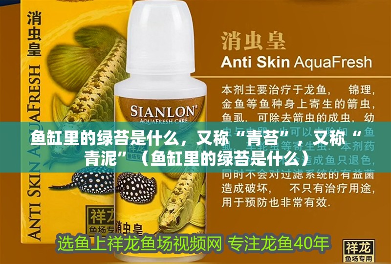 魚缸里的綠苔是什么，又稱“青苔”，又稱“青泥”（魚缸里的綠苔是什么）