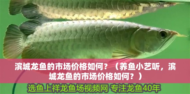 濱城龍魚的市場(chǎng)價(jià)格如何？（養(yǎng)魚小藝聽，濱城龍魚的市場(chǎng)價(jià)格如何？） 濱城龍魚的市場(chǎng)價(jià)格如何？（養(yǎng)魚小藝聽，濱城龍魚的市場(chǎng)價(jià)格如何？） 觀賞魚百科 第12張