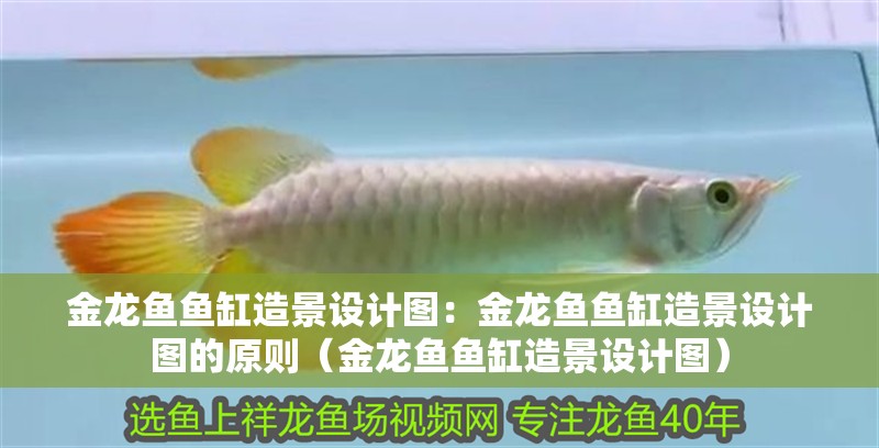 金龍魚魚缸造景設計圖：金龍魚魚缸造景設計圖的原則（金龍魚魚缸造景設計圖）
