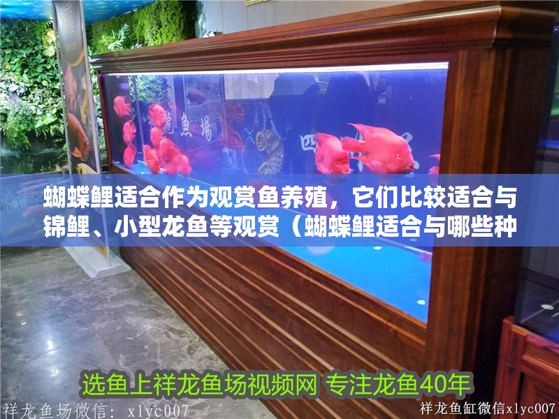 蝴蝶鯉適合作為觀賞魚養殖，它們比較適合與錦鯉、小型龍魚等觀賞（蝴蝶鯉適合與哪些種類混養？）