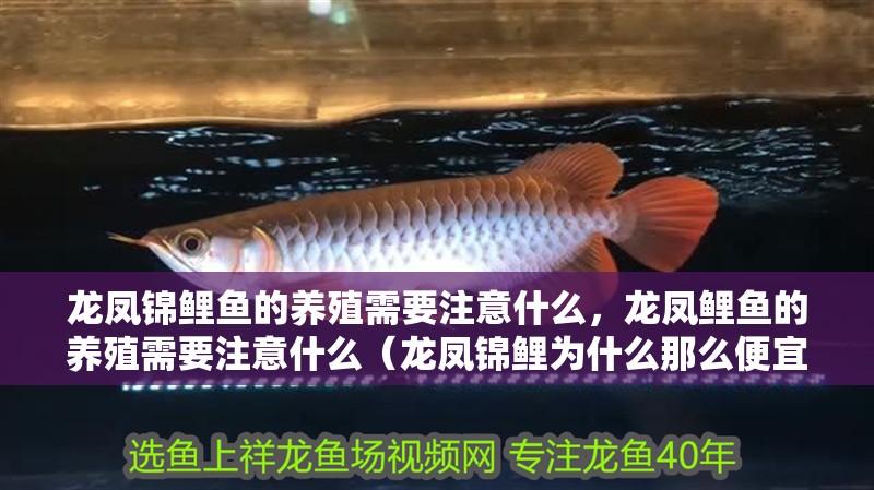 龍鳳錦鯉魚的養殖需要注意什么，龍鳳鯉魚的養殖需要注意什么（龍鳳錦鯉為什么那么便宜）