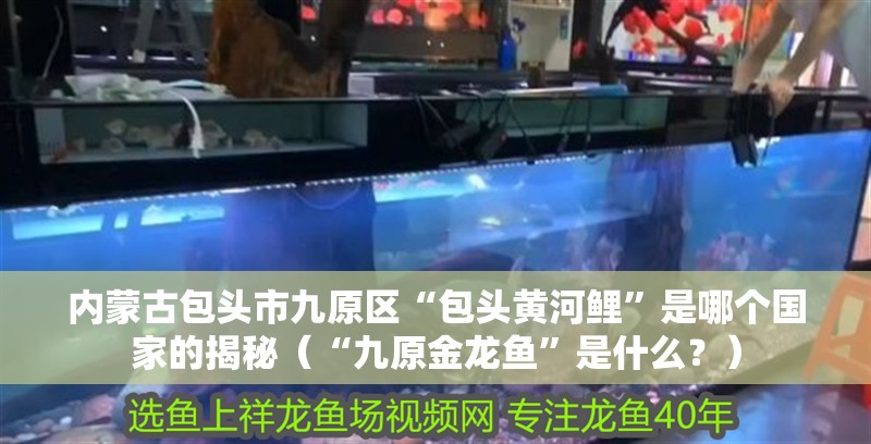 內(nèi)蒙古包頭市九原區(qū)“包頭黃河鯉”是哪個(gè)國(guó)家的揭秘（“九原金龍魚”是什么？）