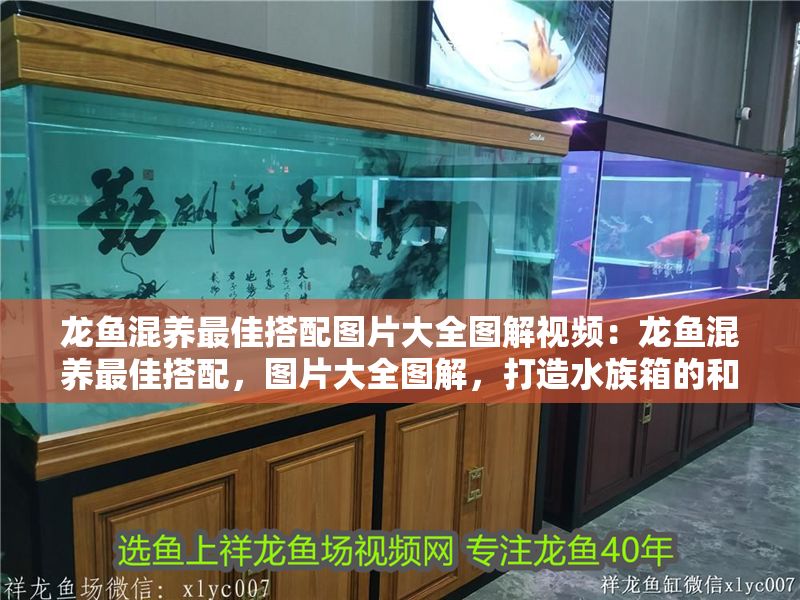 龍魚混養最佳搭配圖片大全圖解視頻：龍魚混養最佳搭配，圖片大全圖解，打造水族箱的和諧之美