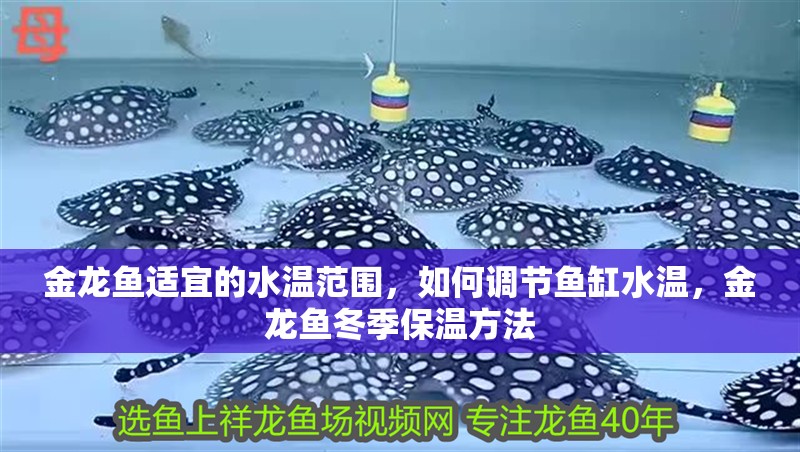 金龍魚適宜的水溫范圍，如何調(diào)節(jié)魚缸水溫，金龍魚冬季保溫方法