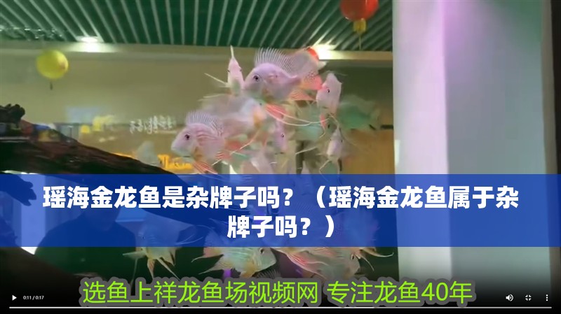 瑤海金龍魚是雜牌子嗎？（瑤海金龍魚屬于雜牌子嗎？）