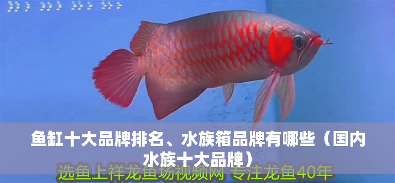 魚缸十大品牌排名、水族箱品牌有哪些（國內水族十大品牌）