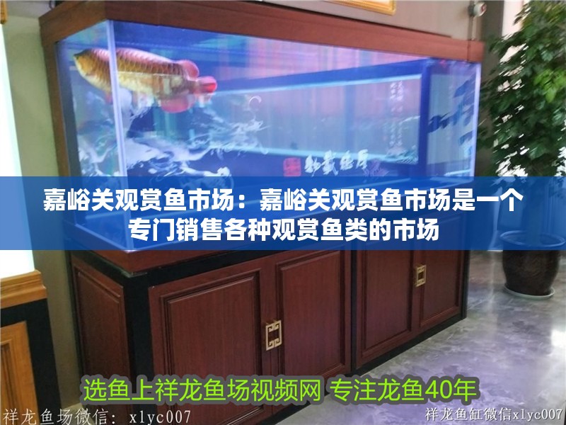 嘉峪關(guān)觀賞魚市場：嘉峪關(guān)觀賞魚市場是一個(gè)專門銷售各種觀賞魚類的市場