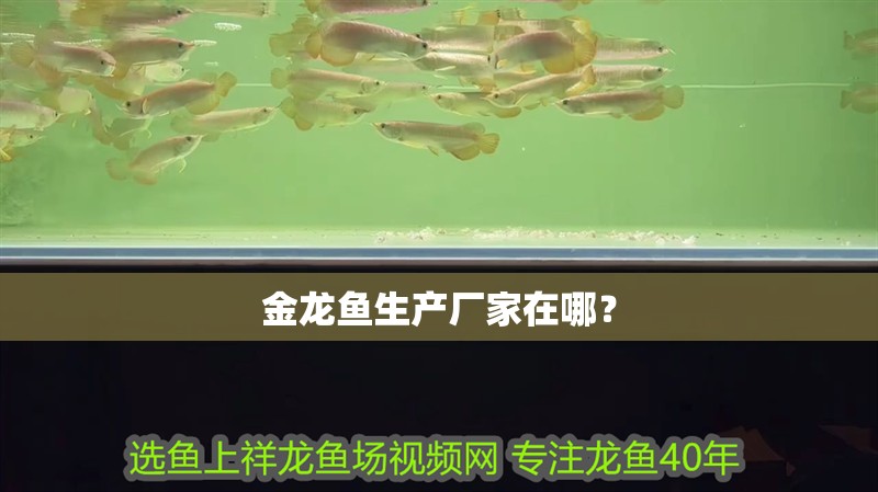 金龍魚生產(chǎn)廠家在哪？ 金龍魚生產(chǎn)廠家在哪？ 觀賞魚百科