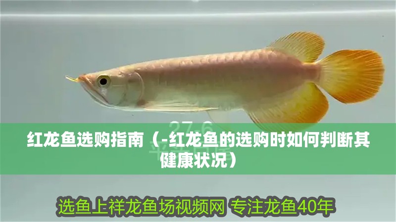 紅龍魚(yú)選購(gòu)指南（-紅龍魚(yú)的選購(gòu)時(shí)如何判斷其健康狀況）