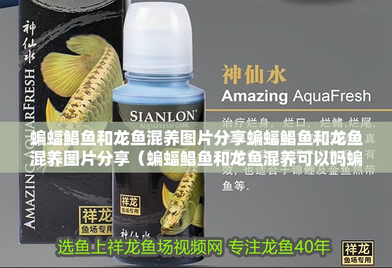 蝙蝠鯧魚和龍魚混養(yǎng)圖片分享蝙蝠鯧魚和龍魚混養(yǎng)圖片分享（蝙蝠鯧魚和龍魚混養(yǎng)可以嗎蝙蝠鯧魚和龍魚混養(yǎng)圖片分享）