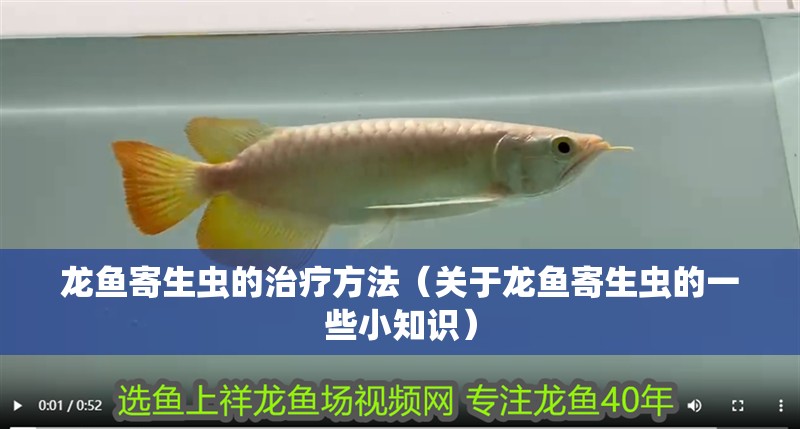 龍魚寄生蟲的治療方法（關于龍魚寄生蟲的一些小知識）