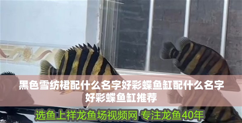 黑色雪紡裙配什么名字好彩蝶魚缸配什么名字好彩蝶魚缸推薦