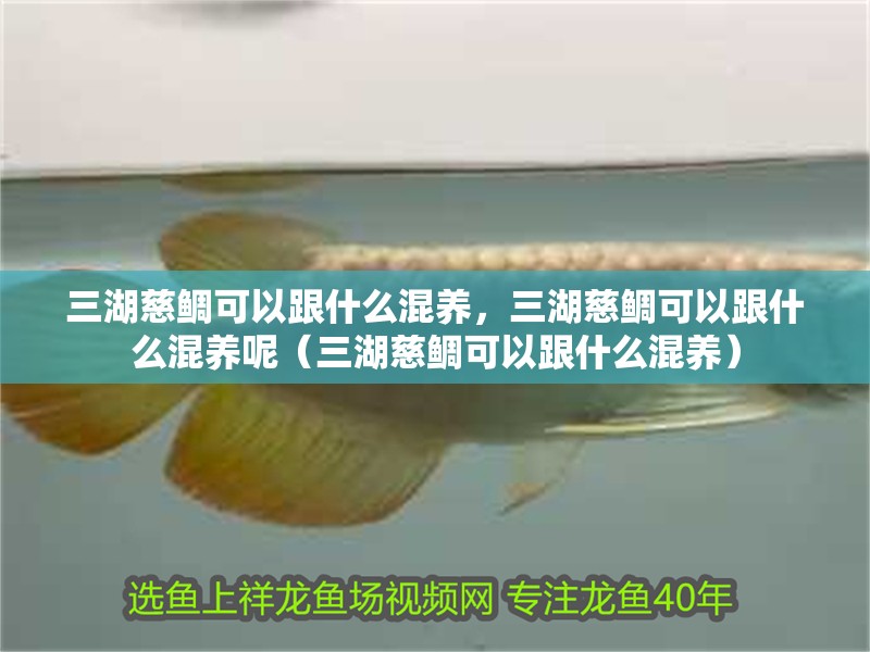 三湖慈鯛可以跟什么混養，三湖慈鯛可以跟什么混養呢（三湖慈鯛可以跟什么混養）