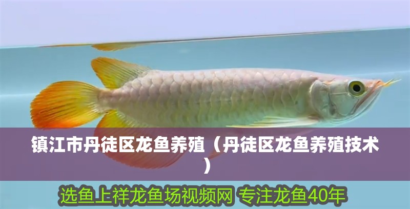 鎮(zhèn)江市丹徒區(qū)龍魚養(yǎng)殖（丹徒區(qū)龍魚養(yǎng)殖技術(shù)）