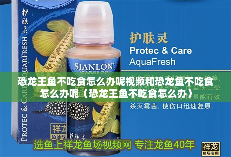 恐龍王魚不吃食怎么辦呢視頻和恐龍魚不吃食怎么辦呢（恐龍王魚不吃食怎么辦） 恐龍王魚不吃食怎么辦呢視頻和恐龍魚不吃食怎么辦呢（恐龍王魚不吃食怎么辦） 觀賞魚百科