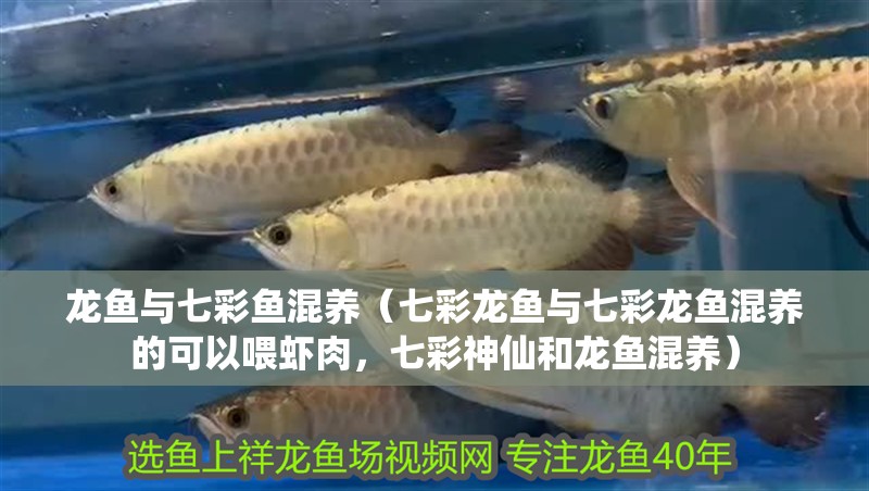 龍魚與七彩魚混養（七彩龍魚與七彩龍魚混養的可以喂蝦肉，七彩神仙和龍魚混養）