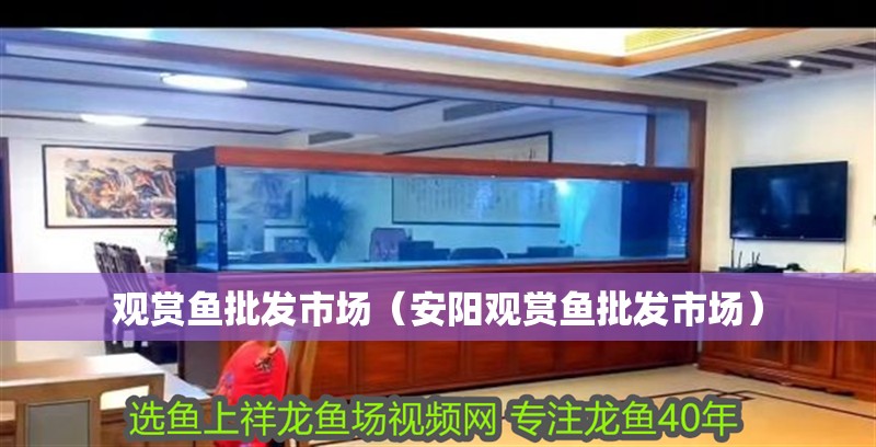 觀賞魚批發市場（安陽觀賞魚批發市場）