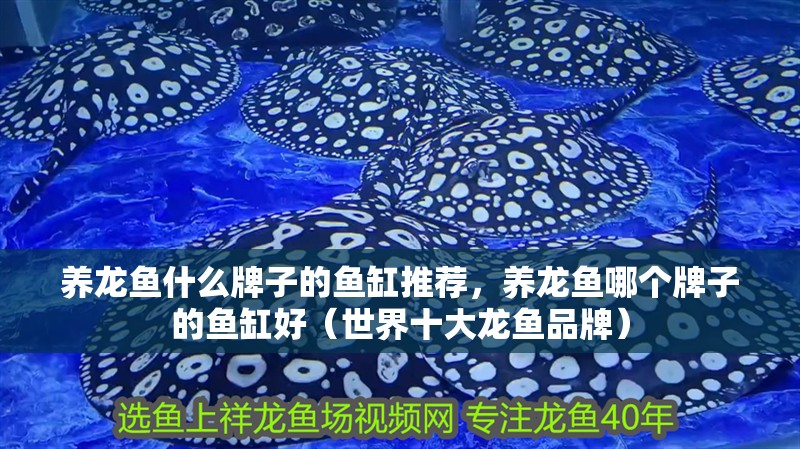 養龍魚什么牌子的魚缸推薦，養龍魚哪個牌子的魚缸好（世界十大龍魚品牌）