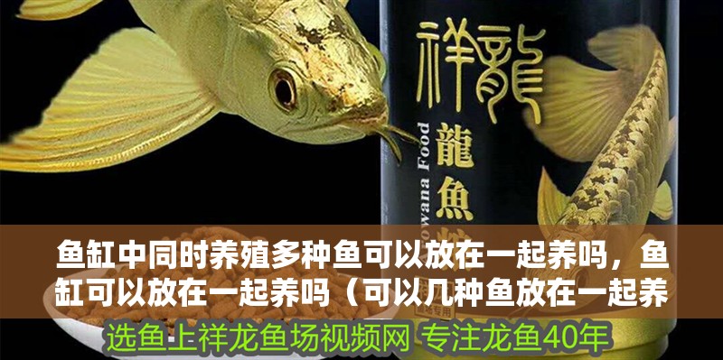 魚缸中同時(shí)養(yǎng)殖多種魚可以放在一起養(yǎng)嗎，魚缸可以放在一起養(yǎng)嗎（可以幾種魚放在一起養(yǎng)嗎）