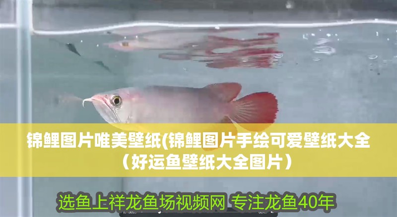 錦鯉圖片唯美壁紙(錦鯉圖片手繪可愛壁紙大全（好運魚壁紙大全圖片）