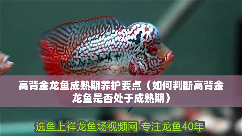 高背金龍魚成熟期養護要點（如何判斷高背金龍魚是否處于成熟期）