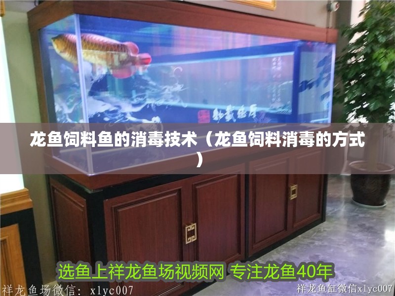 龍魚飼料魚的消毒技術（龍魚飼料消毒的方式）