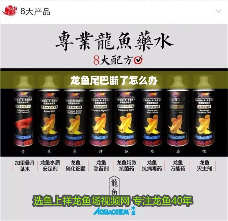 龍魚尾巴斷了怎么辦