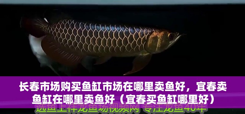 長春市場購買魚缸市場在哪里賣魚好，宜春賣魚缸在哪里賣魚好（宜春買魚缸哪里好）