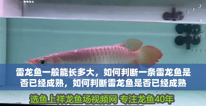 雷龍魚一般能長多大，如何判斷一條雷龍魚是否已經成熟，如何判斷雷龍魚是否已經成熟